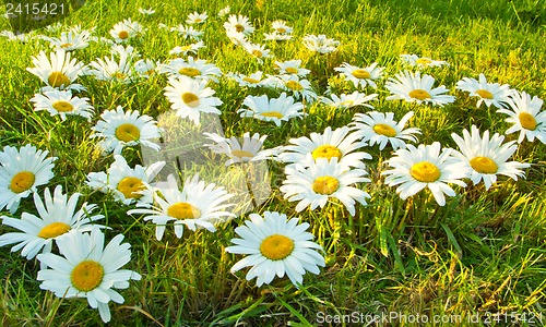 Image of White daisies