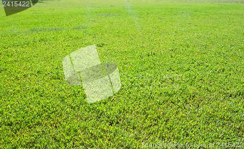 Image of Green grass