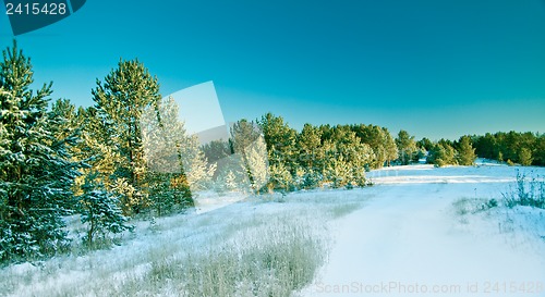 Image of Snow pine forest