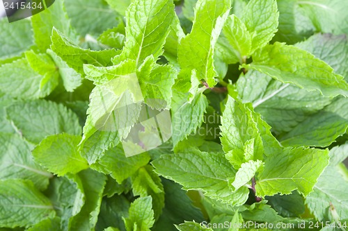 Image of Fresh mint leaves