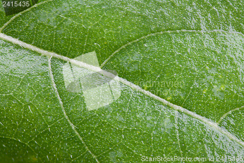 Image of Green Leaf