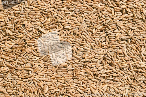 Image of Wheat close up