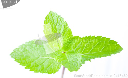 Image of Fresh mint leaves