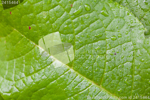 Image of Green Leaf