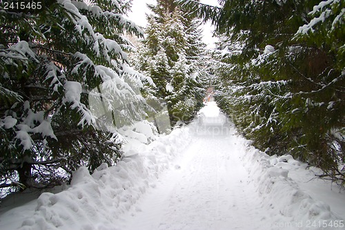 Image of Avenue of trees