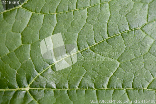 Image of Green Leaf