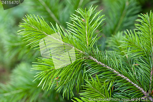 Image of Branch of pine
