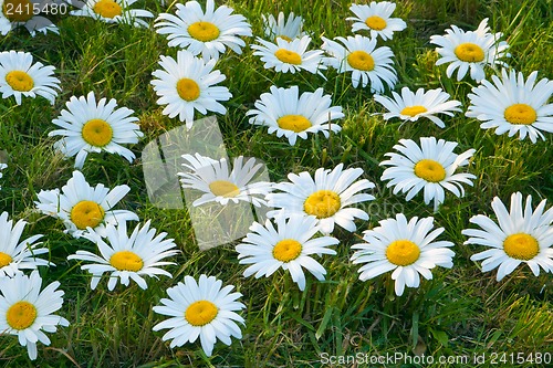 Image of Large white daisies