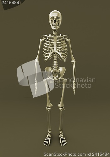 Image of Skeleton of a gray background