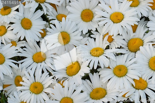 Image of Many daisies closeup