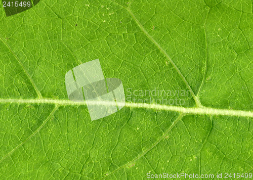 Image of Leaf veins close up