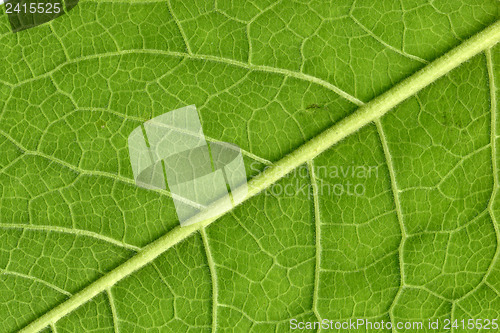 Image of Leaf veins close up