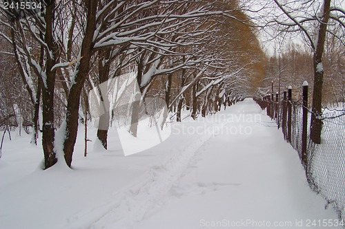 Image of Avenue of trees