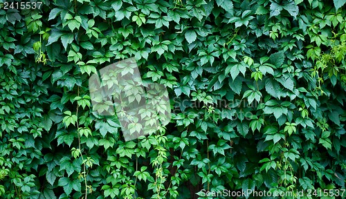 Image of Hedgerow