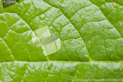 Image of Green Leaf