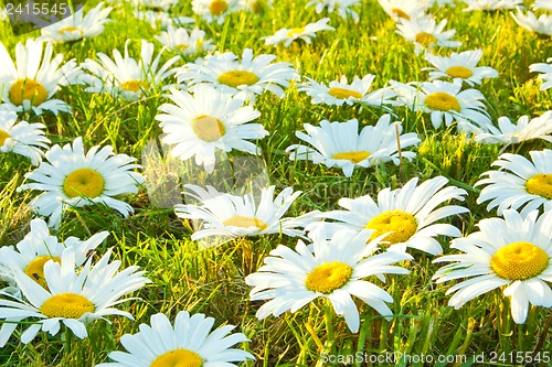 Image of White daisies