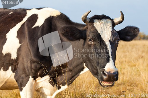 Image of Cow close up