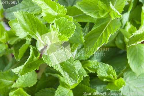 Image of Fresh mint leaves