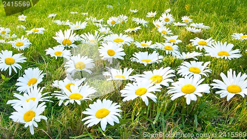 Image of Large white daisies