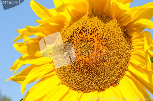 Image of Sunflower closeup