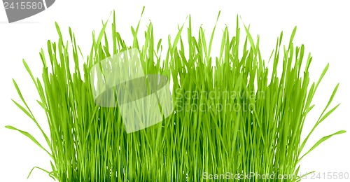 Image of Grass isolated