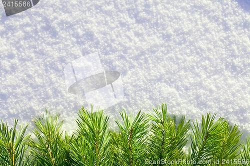 Image of Winter forest background