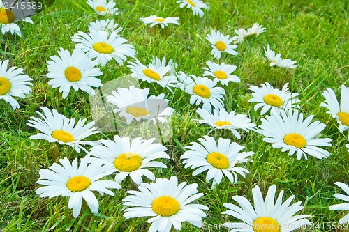 Image of White daisies