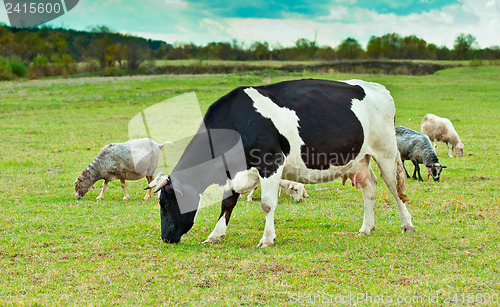 Image of Farm animals