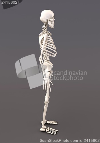 Image of Skeleton of a gray background