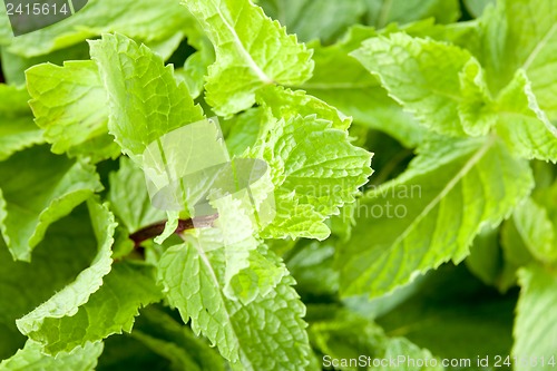 Image of Mint leaves close up