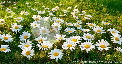 Image of Large white daisies