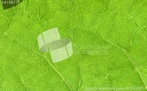 Image of Leaf veins close up