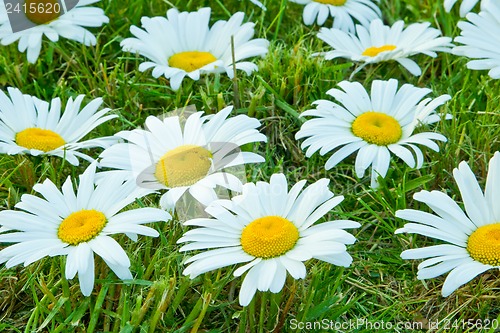 Image of White daisies