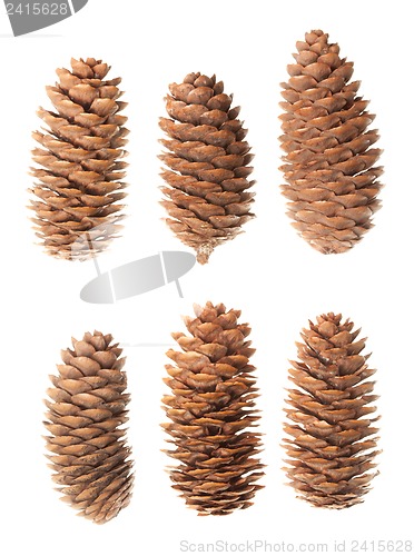 Image of Set of pine cones