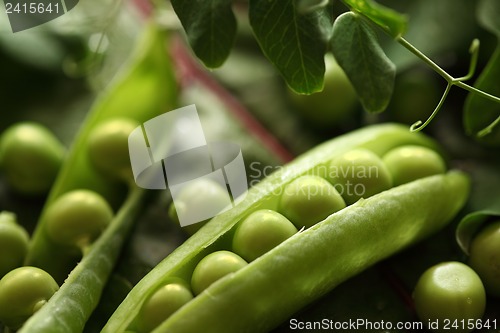 Image of Green pea pods
