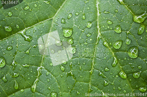 Image of Green Leaf