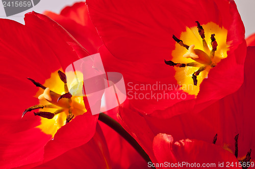 Image of Reds tulips