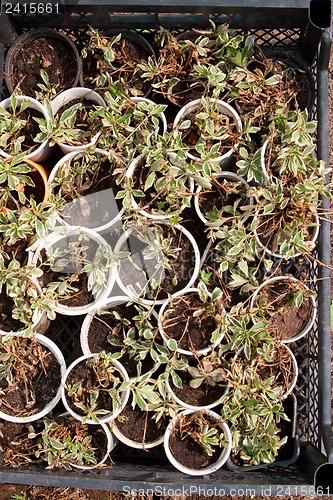 Image of Boxes with seedlings