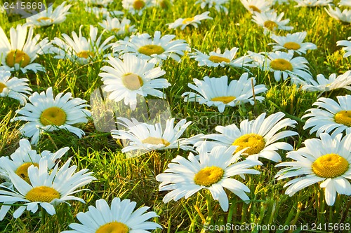 Image of White daisies