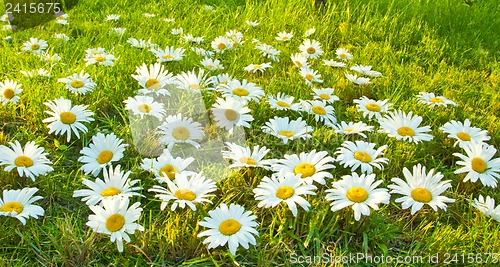 Image of White daisies