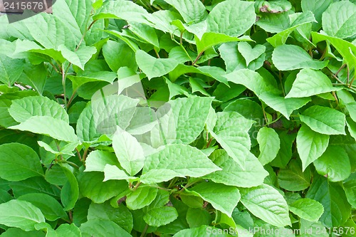 Image of Green foliage