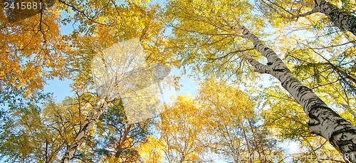 Image of Yellowed wood