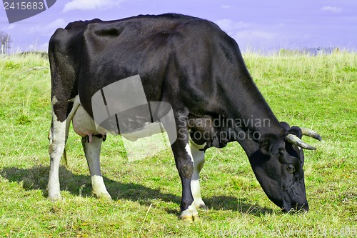 Image of Cow grazing