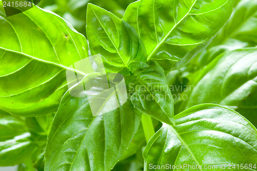 Image of Basil leaves