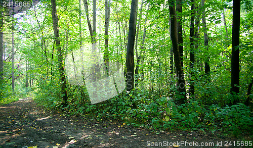 Image of Forest landscape