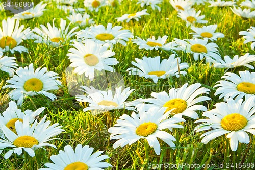 Image of White daisies