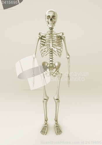 Image of Skeleton of a gray background