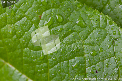 Image of Green Leaf