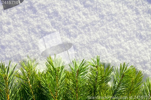 Image of Winter forest background