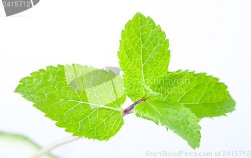 Image of Fresh mint leaves